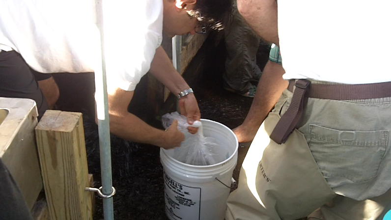 packaging fish