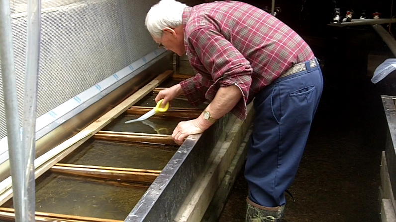 Dick cleaning fish tank