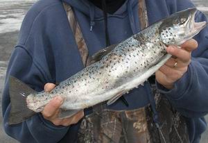 Atlantic Salmon picture