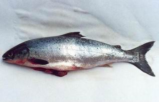 Atlantic Salmon picture