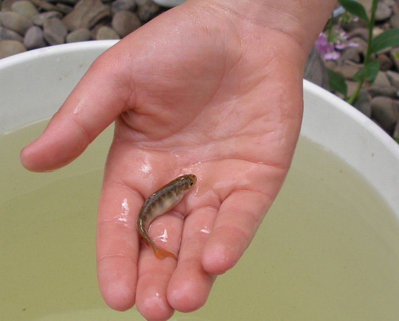 Brook Trout