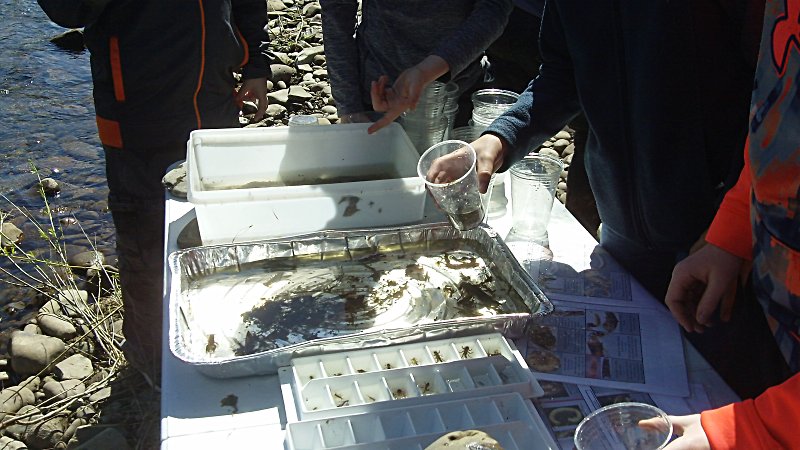 Invertebrate sample from Mad River