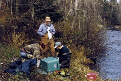 Processing Atlantic salmon