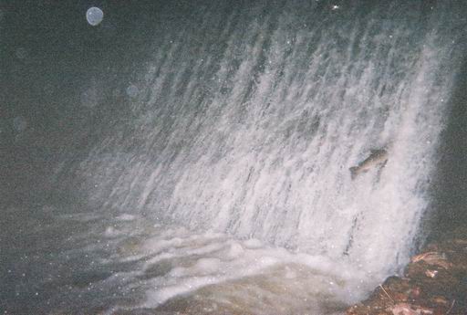 Jumping Fish
