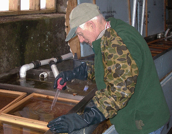 Picking Atlantic salmon eggs