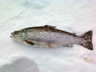 Atlantic Salmon