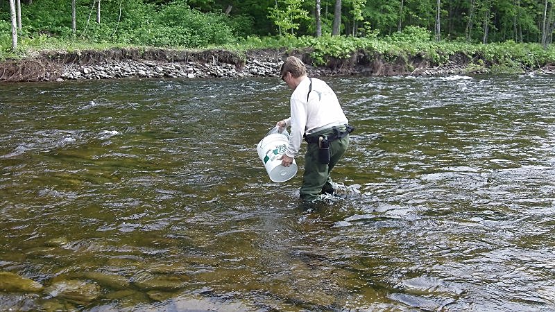 Bob stocking salmon