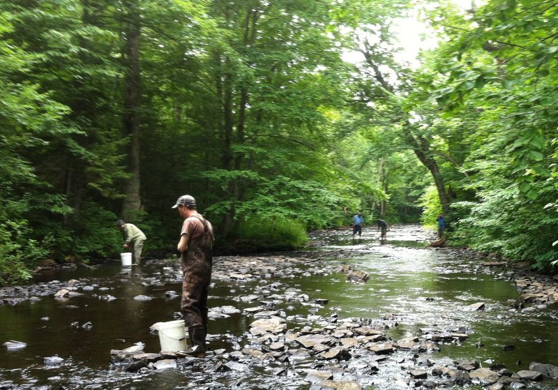 Stocking Little Roaring Brook