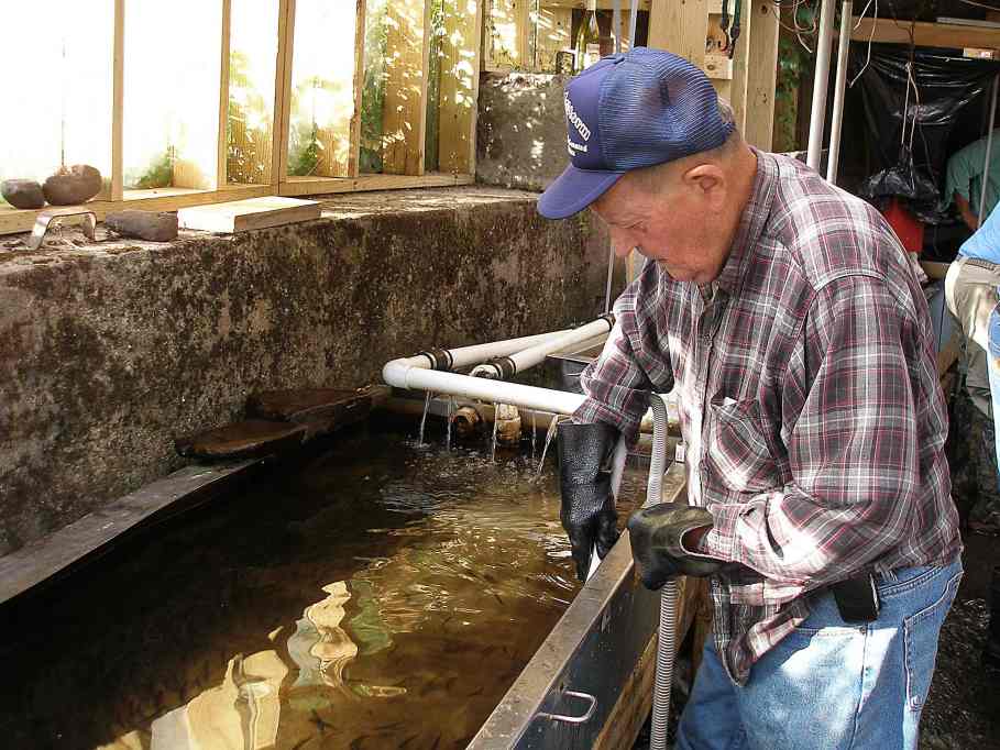 Ted working in the hatchery